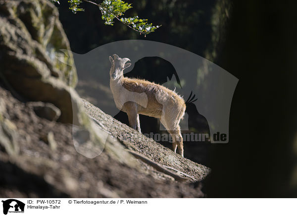 Himalaya-Tahr / PW-10572