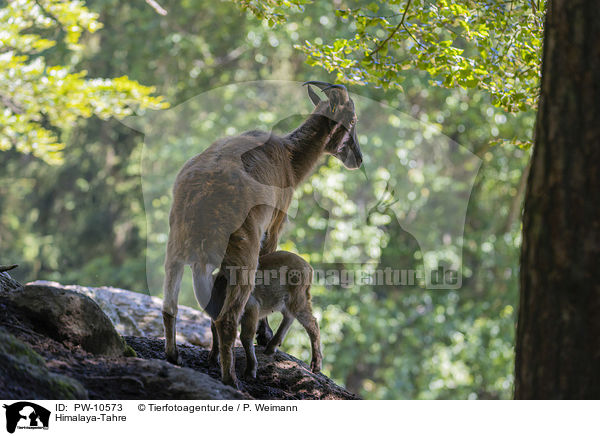 Himalaya-Tahre / PW-10573