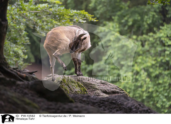 Himalaya-Tahr / PW-10582