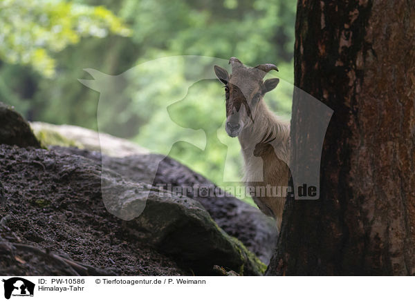 Himalaya-Tahr / PW-10586