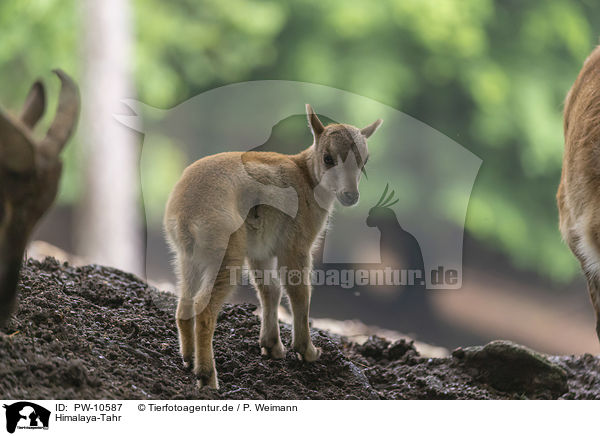 Himalaya-Tahr / PW-10587