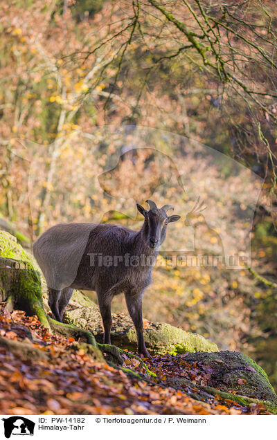 Himalaya-Tahr / Himalayan tahr / PW-14182