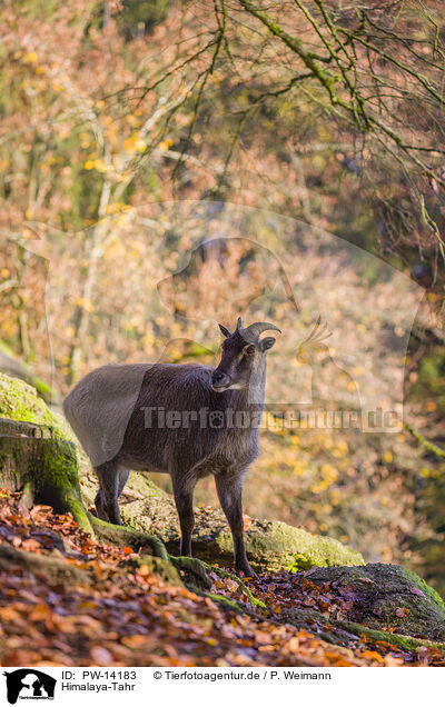 Himalaya-Tahr / PW-14183