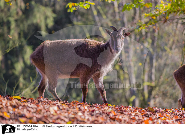Himalaya-Tahr / Himalayan tahr / PW-14184