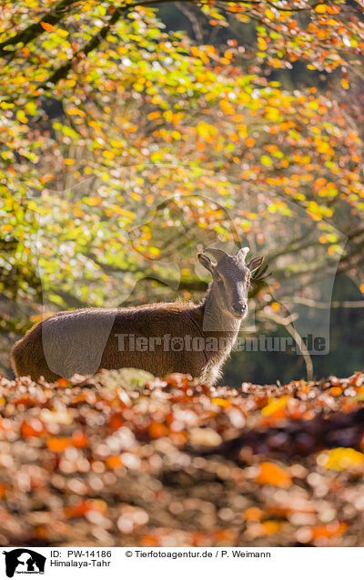 Himalaya-Tahr / PW-14186