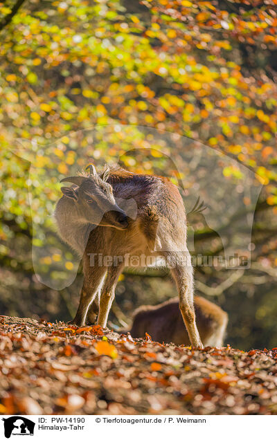 Himalaya-Tahr / PW-14190