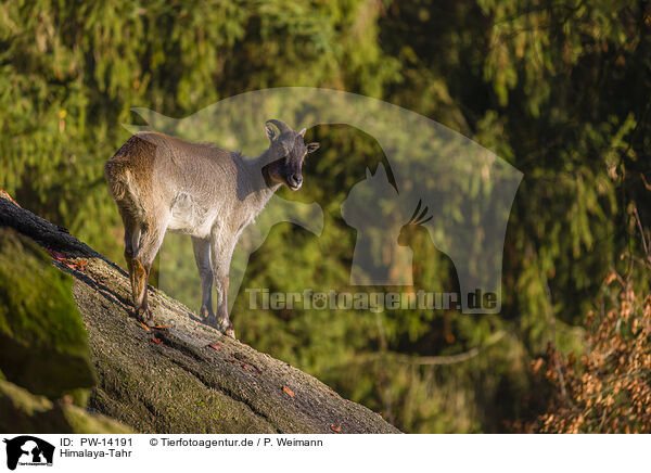 Himalaya-Tahr / PW-14191