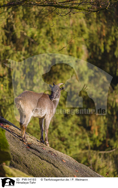 Himalaya-Tahr / PW-14193