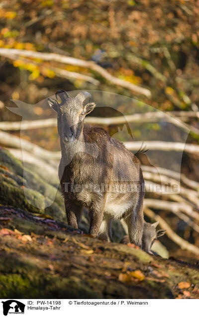 Himalaya-Tahr / Himalayan tahr / PW-14198