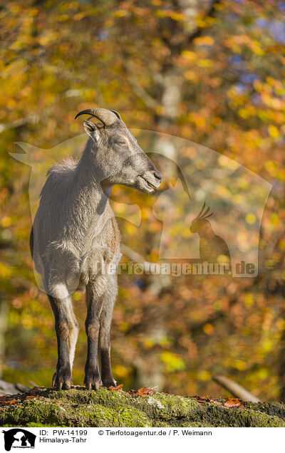 Himalaya-Tahr / Himalayan tahr / PW-14199