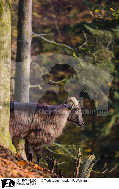 Himalaya-Tahr / PW-14206