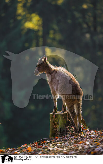 Himalaya-Tahr / Himalayan tahr / PW-14210