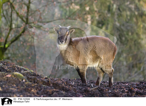 Himalaya-Tahr / PW-14598