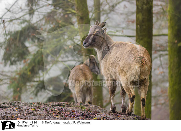 Himalaya-Tahre / PW-14836