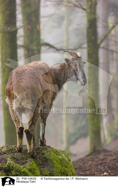 Himalaya-Tahr / Himalayan tahr / PW-14839
