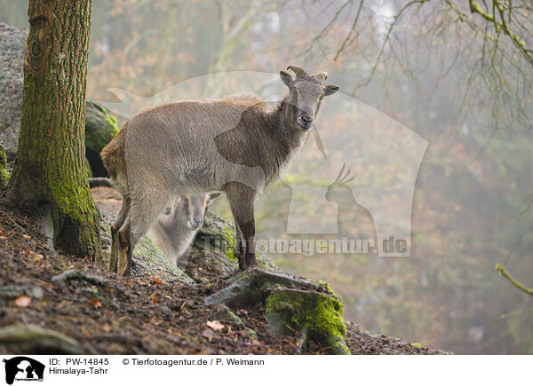 Himalaya-Tahr / Himalayan tahr / PW-14845