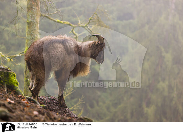 Himalaya-Tahr / Himalayan tahr / PW-14850