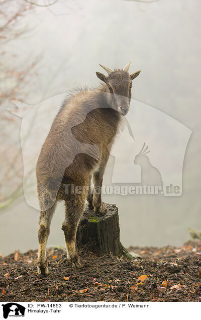 Himalaya-Tahr / Himalayan tahr / PW-14853