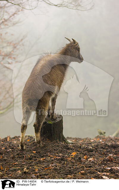 Himalaya-Tahr / Himalayan tahr / PW-14854