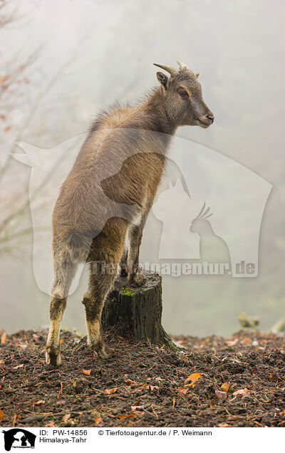 Himalaya-Tahr / Himalayan tahr / PW-14856