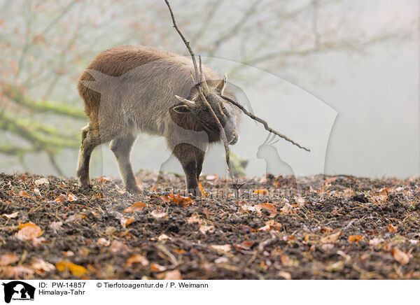 Himalaya-Tahr / Himalayan tahr / PW-14857