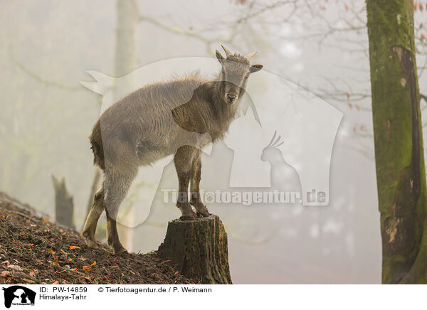 Himalaya-Tahr / Himalayan tahr / PW-14859