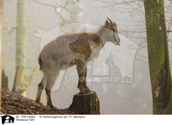 Himalaya-Tahr / Himalayan tahr / PW-14862