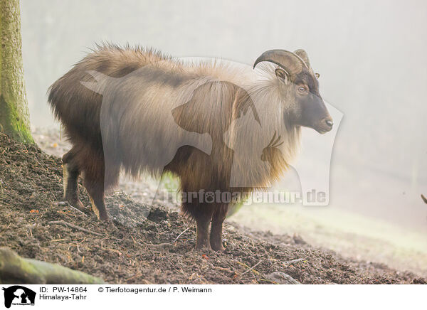 Himalaya-Tahr / Himalayan tahr / PW-14864