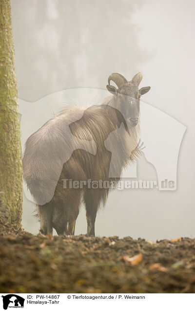 Himalaya-Tahr / Himalayan tahr / PW-14867