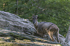 Himalaya-Tahr