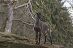 Himalaya-Tahr