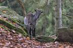 Himalaya-Tahr