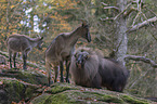 Himalaya-Tahr