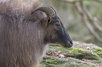 Himalaya-Tahr