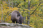 Himalaya-Tahr