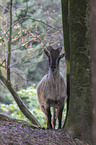 Himalaya-Tahr