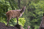 Himalaya-Tahr