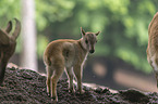 Himalaya-Tahr