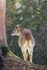 Himalaya-Tahr