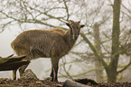 Himalaya-Tahr