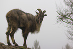 Himalaya-Tahr