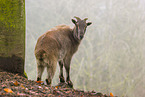 Himalaya-Tahr