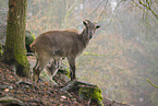 Himalaya-Tahr