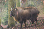 Himalaya-Tahr