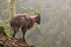 Himalaya-Tahr