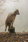 Himalaya-Tahr