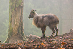 Himalaya-Tahr