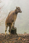 Himalaya-Tahr