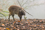 Himalaya-Tahr