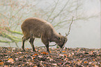 Himalaya-Tahr